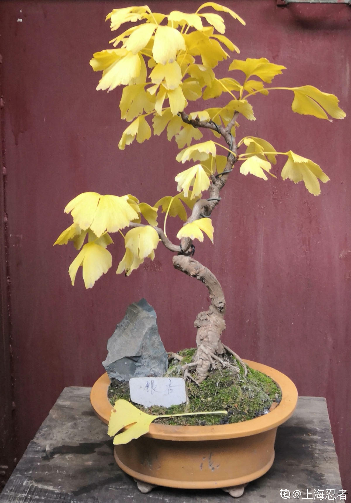 花草的图片大全（100种常见花图鉴一览表）