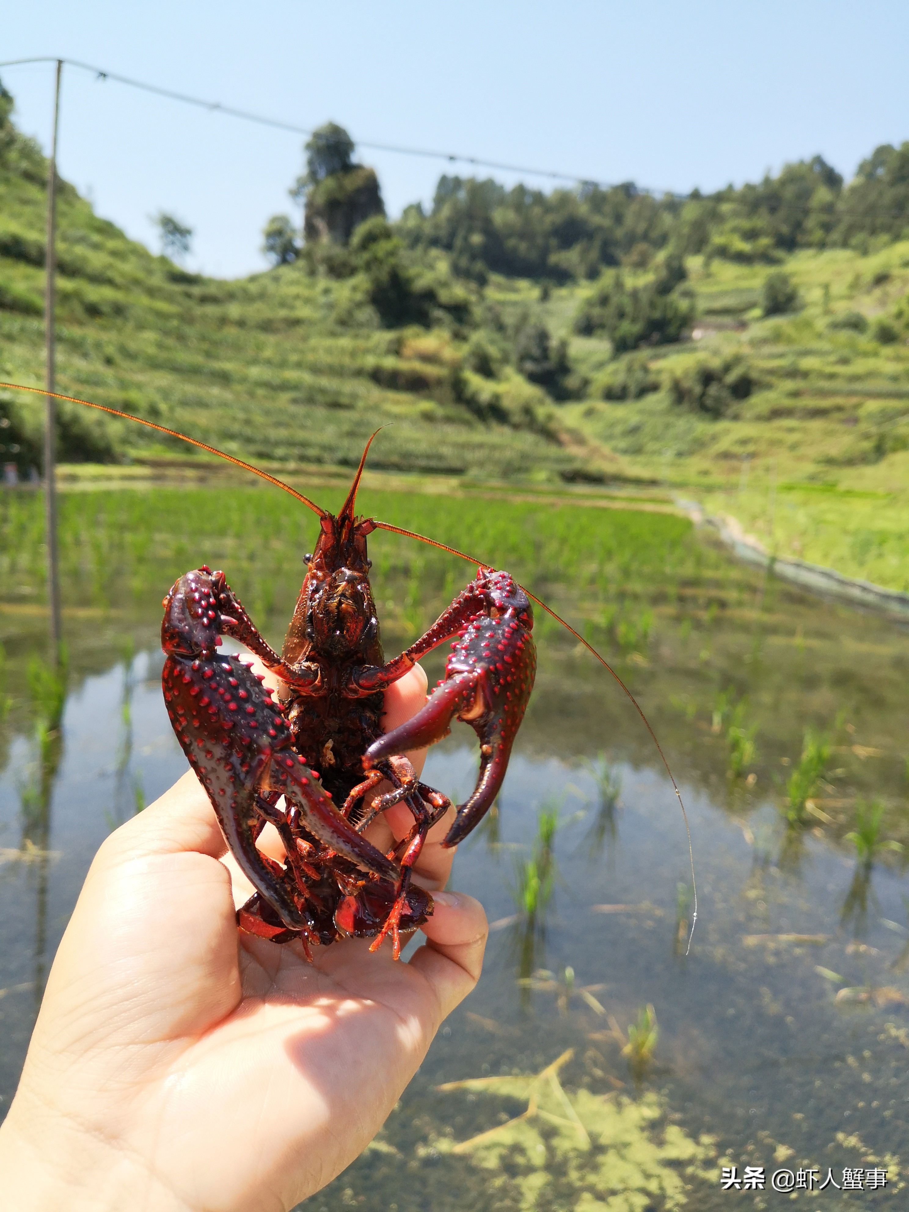 这份小龙虾养殖技术重点和养殖模式分析,不可多得