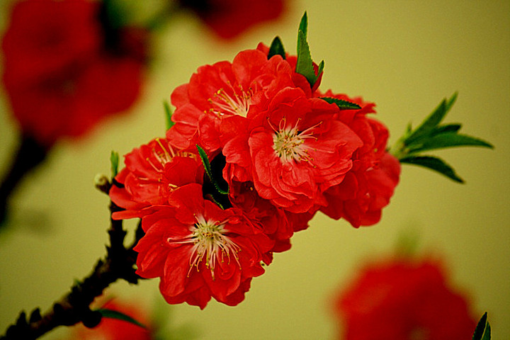 桃之夭夭,灼灼其华——带你认识不一样的桃花