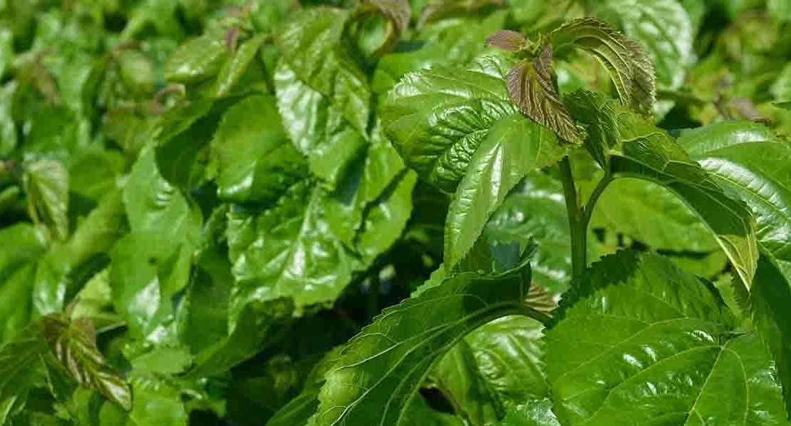 桑叶茶的制作方法与过程（桑叶怎样制作桑叶茶）-第3张图片-科灵网