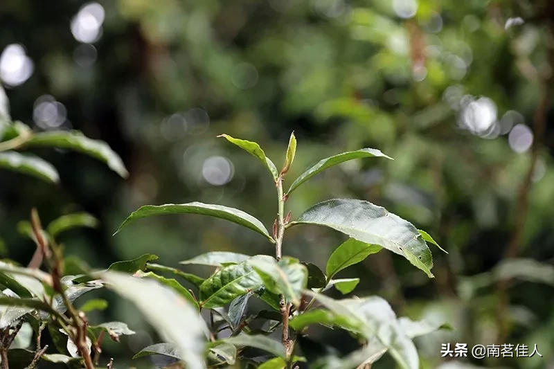 普洱茶界的高价神话，十多公斤冰岛茶相当于一套房子的首付？