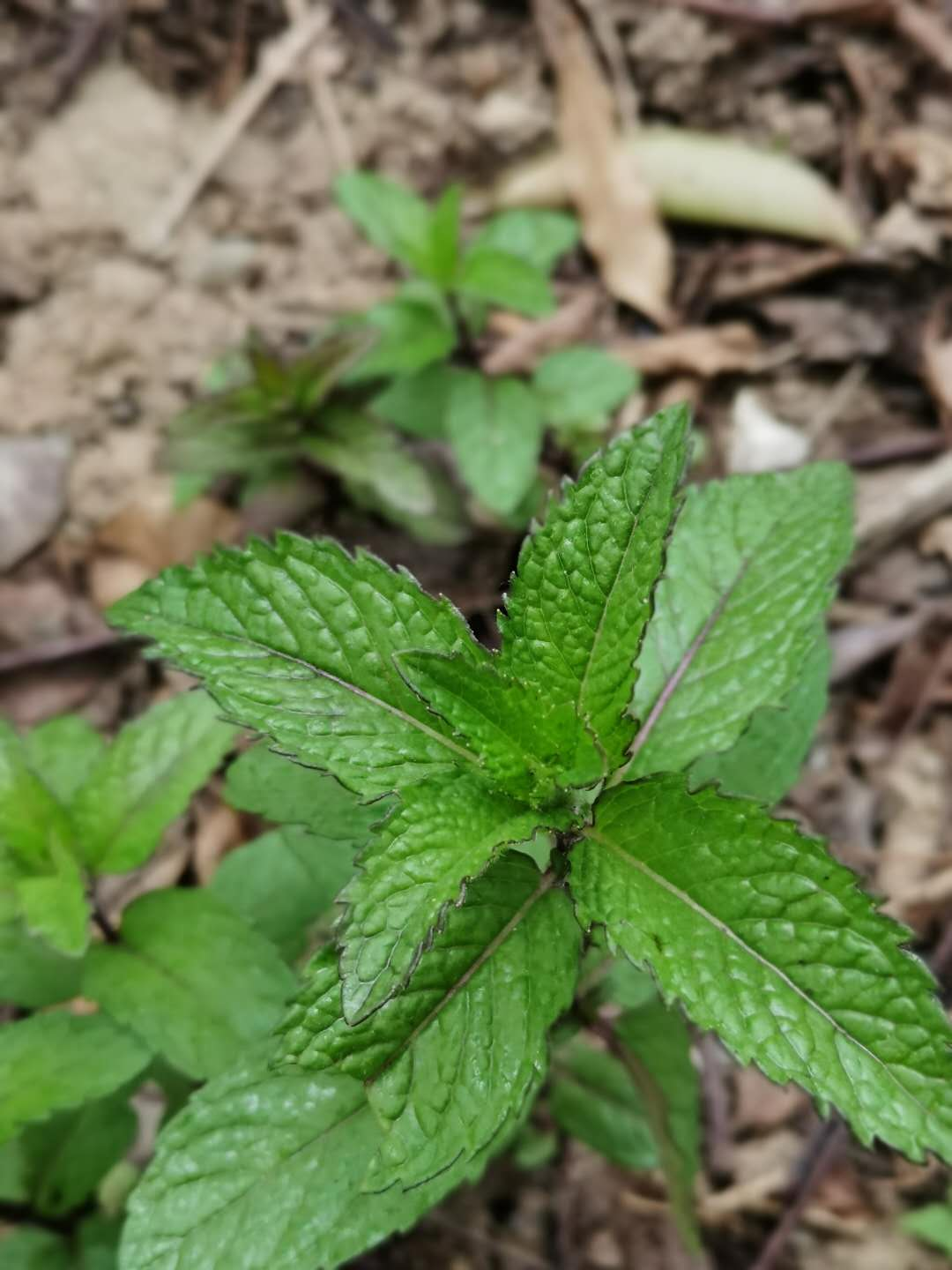 野莴苣菜的功效与作用图片