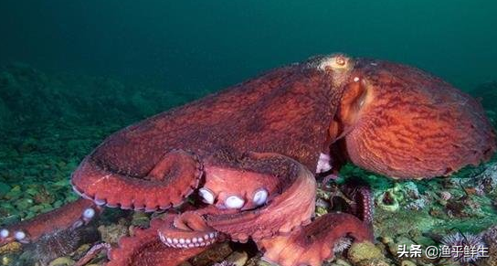 章鱼保罗2010年世界杯多少倍(世界上最大和最毒的章鱼pk,究竟谁更胜一