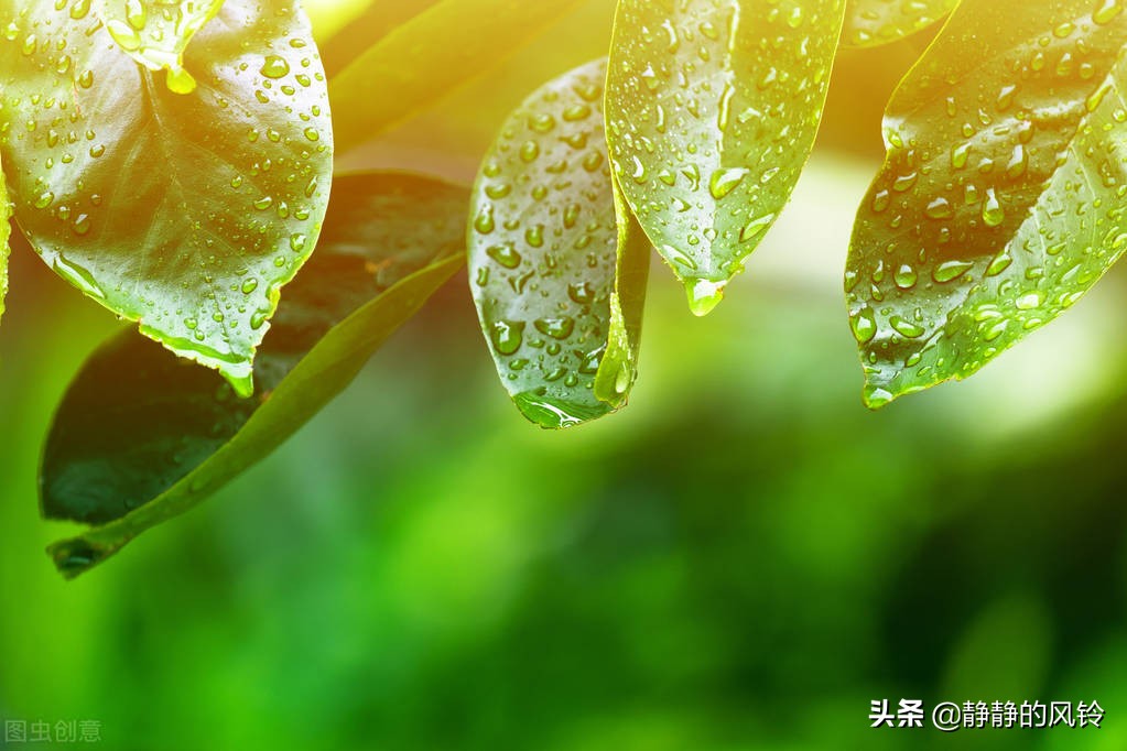 蒹葭苍苍、白露为霜。白露，一个如诗般优美的节气