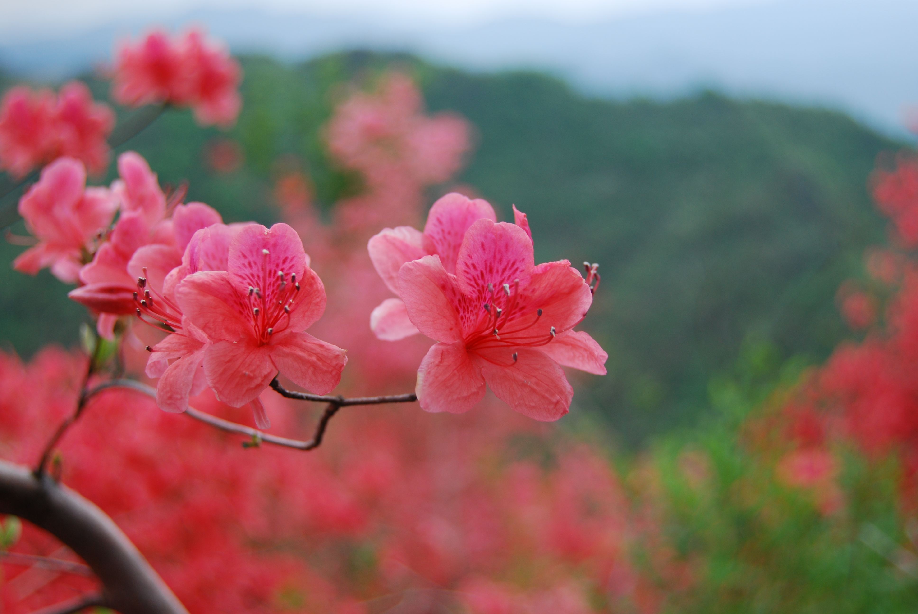 映山红图片 杜鹃花图片