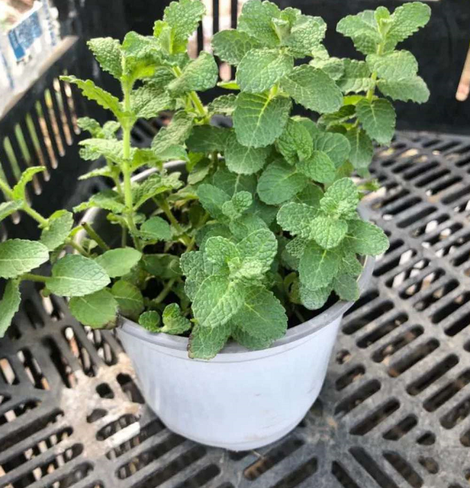 薄荷长得非常相像的植物,也有比较明显的气味,只不过它的叶子更小一些