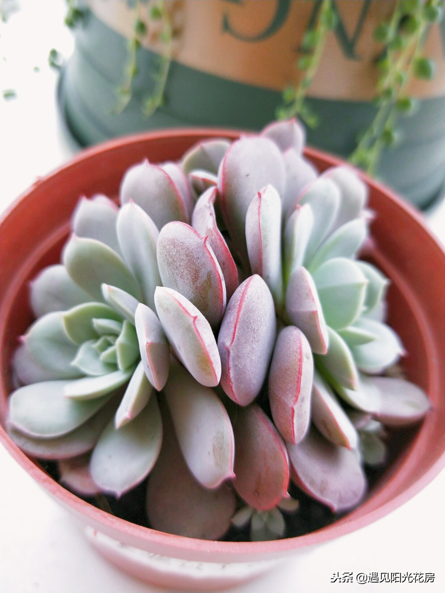 多肉"凌波仙子",养护"会浇水",群生容易,长出一头又一头!