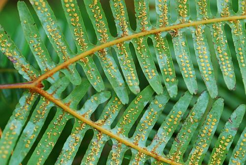 水蕴草(乡下人都喜欢踩它,却不知它叫"蜈蚣草",能治咬伤,你认识吗?
