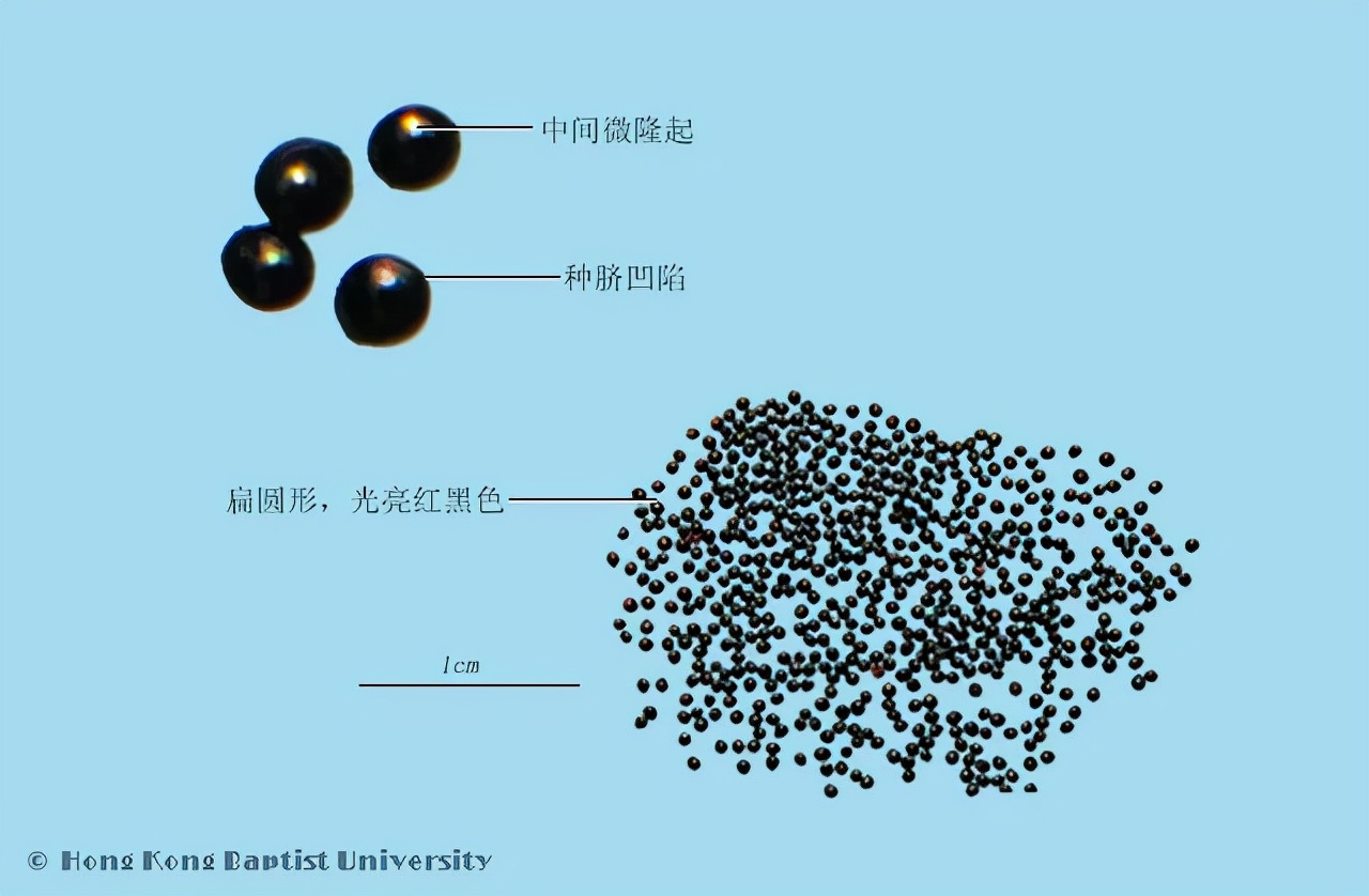 草决明非决明子，请勿乱用