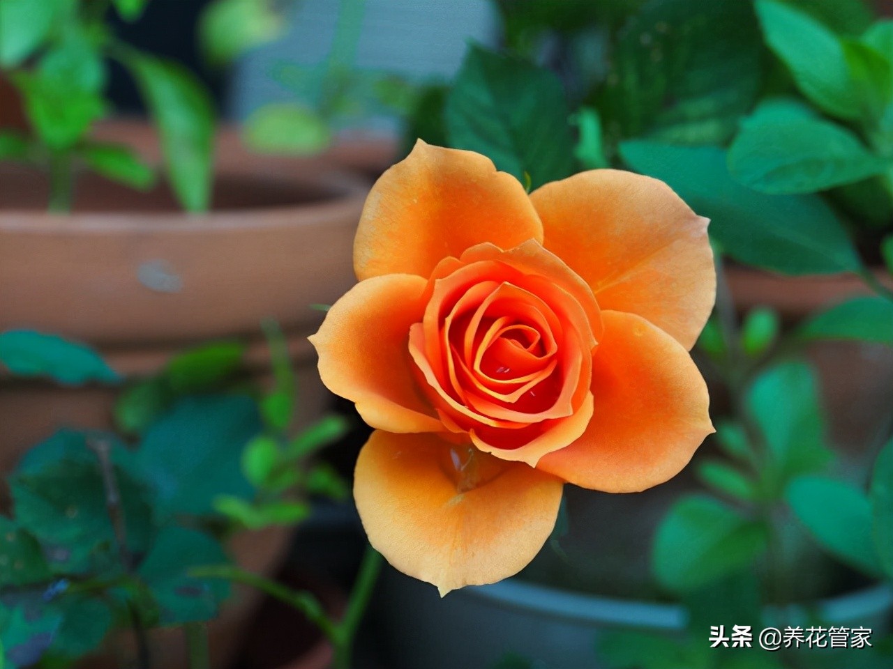 月季怎么修剪（盘点月季花八大修剪时间对应的8大方法）