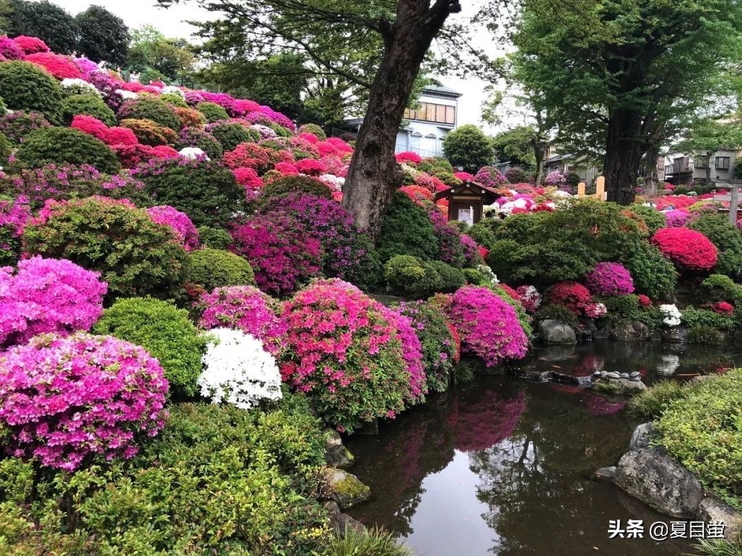 东京：根津神社，杜鹃花丛中的漫步