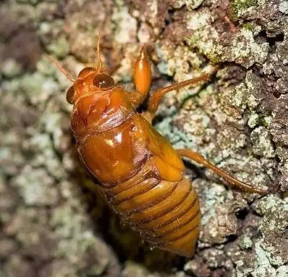 金蝉用自己的一生，告诉了我们七个人生哲理