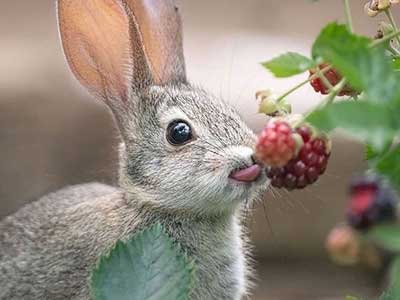 新女畜学院之军犬调教（和小动物有关的言情文）