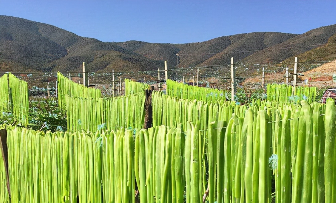 貢菜:常被認成萵筍,曬乾後價值不菲,曾是貢品,如今成出口名蔬