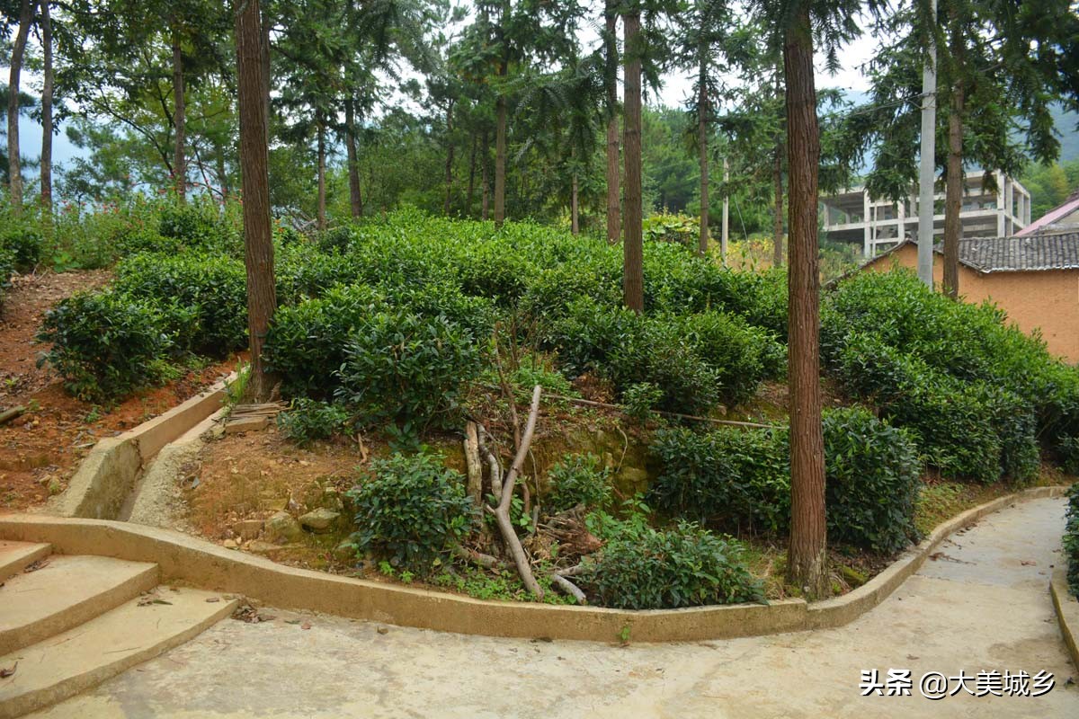 农村人在水边建栈道，散步如旅游，采茶似逛公园