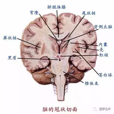 神经元结构示意图（神经元结构示意图手绘）-第24张图片-科灵网