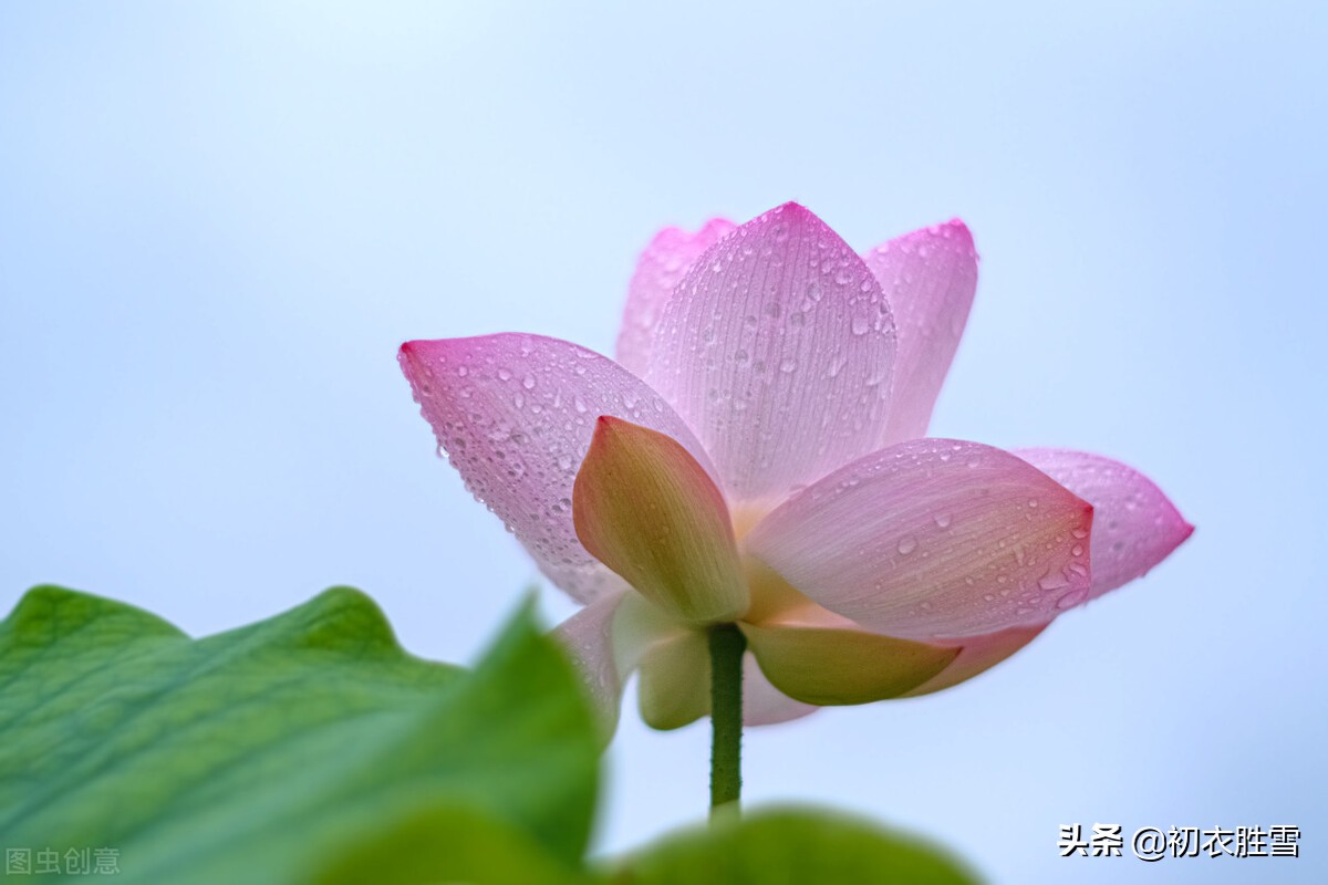 纳兰性德唯美荷花两首，一朵芙蓉著秋雨，并蒂莲花绾红妆