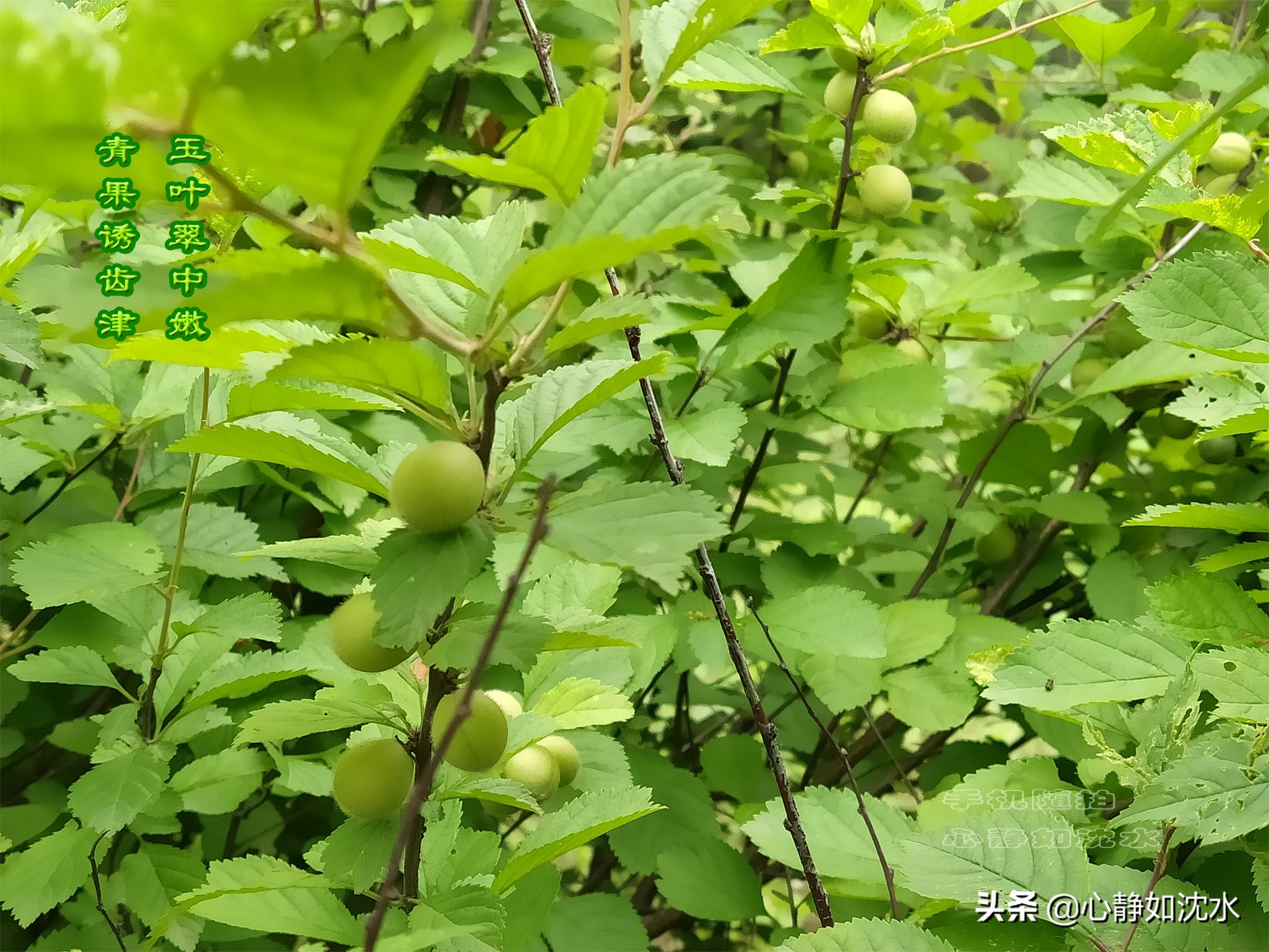 野花争鲜，青果诱津，漫步夏至的清新