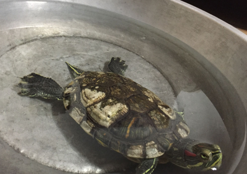 一年增长3800万只，在中国泛滥成灾的“巴西龟”，为何没人敢吃？