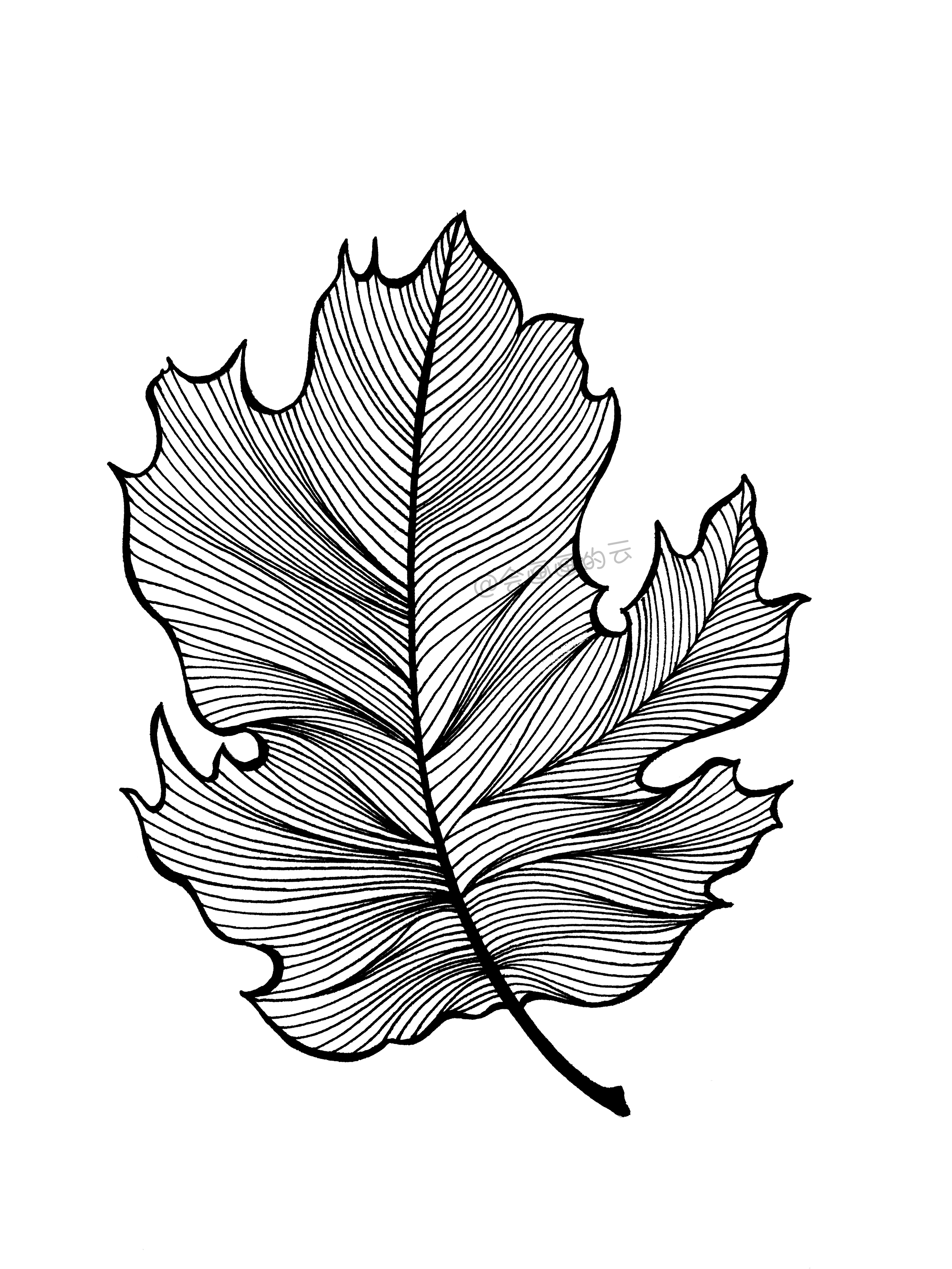再用中性笔加粗叶子的轮廓;叶子的内部线条分组画,会更有目标,感觉画