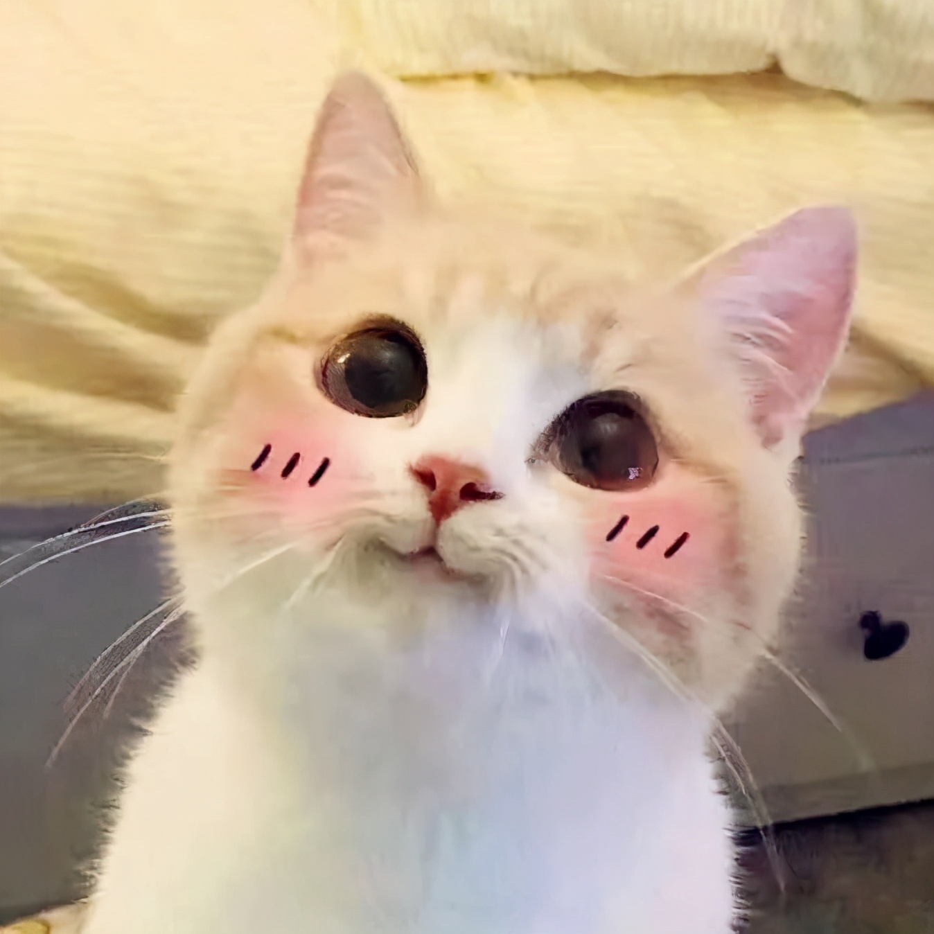 最容易饲养的3种猫咪，养到的人都在偷着乐呢
