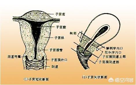 谈谈宫颈那些事