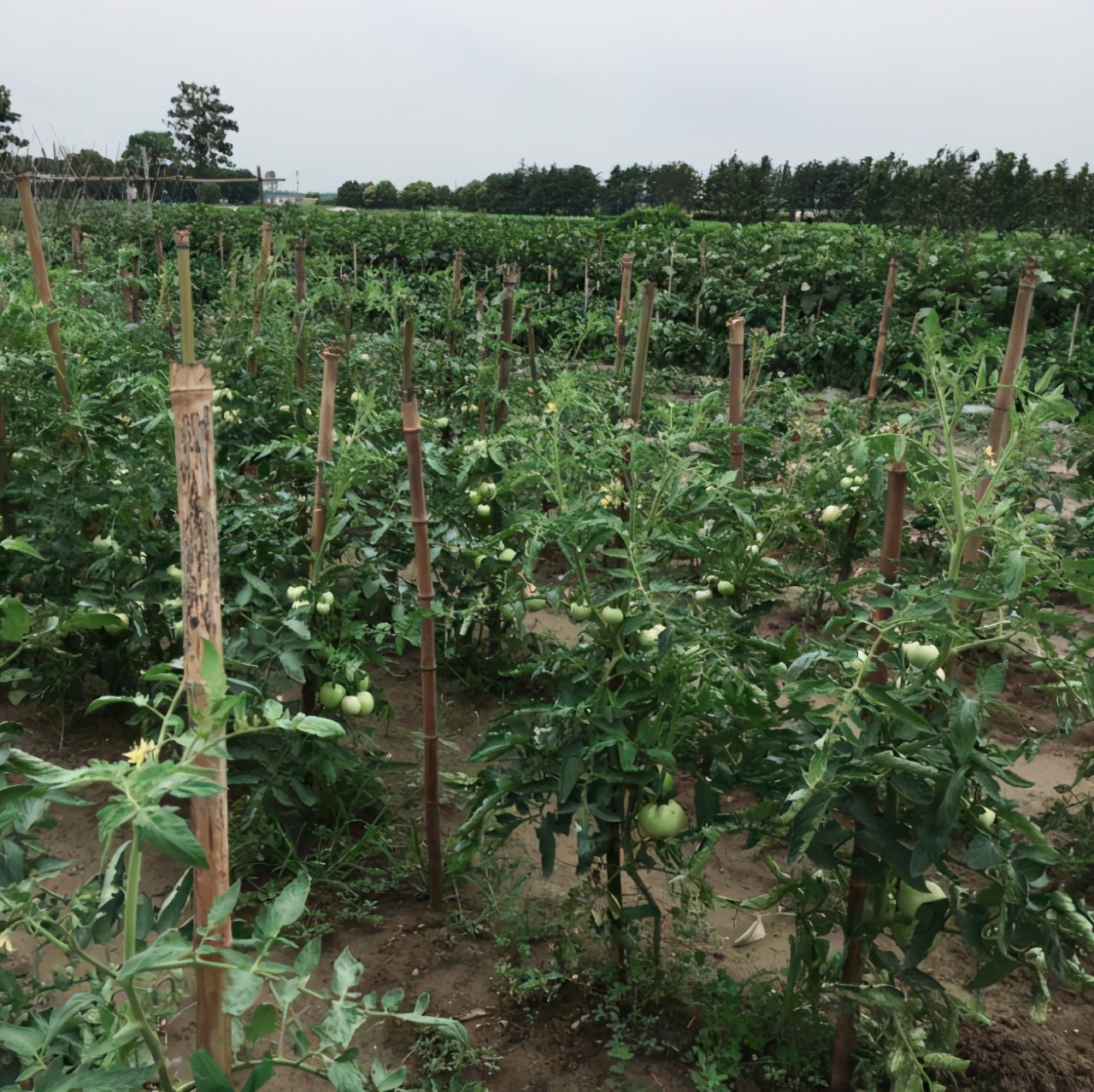李大春种植黑番茄今年已经是第三年,说起自己当初种植黑番茄的缘由