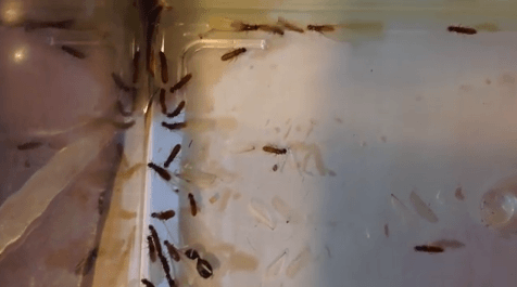 飞蚁为什么会出现在家中
