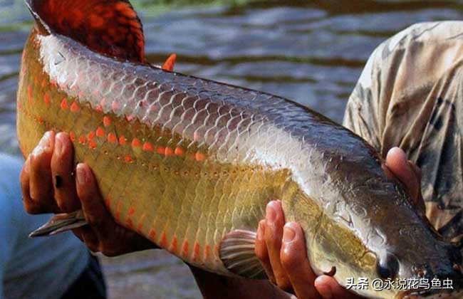 国外按斤卖的鱼到国内是观赏鱼，巨骨舌鱼多少钱一斤