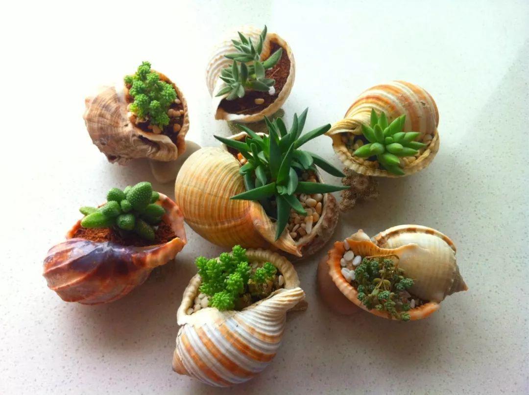 海螺图片大全(吃剩的"海螺壳"不要扔,凿个孔种上多肉,好看又实用)