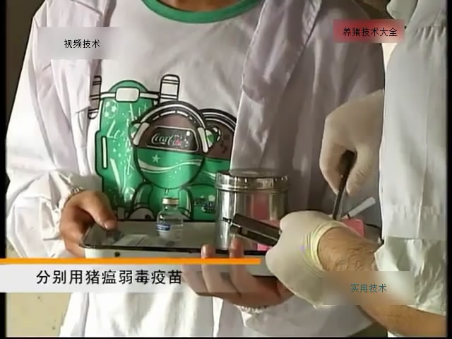 猪的免疫程序