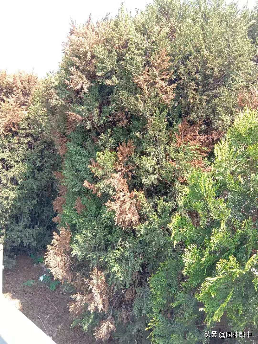 该病是近年来在柏树上刚刚发现的一种叶部病害,在我国大部分地区均可