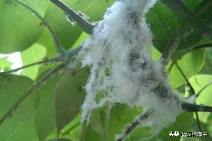 十月份病虫害仍在继续，秋植工作也将开展，如何做让工作更有条理