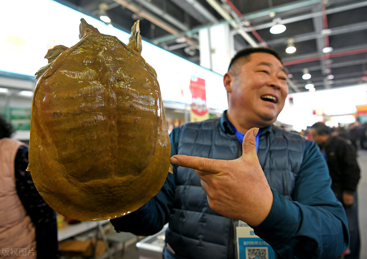 广西甲鱼之乡是哪里(山瑞鳖的危机：一斤130多元，广西曾养36.8万只，如今在野外濒危)