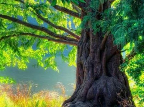 哪一棵大树活的时间更长？测你今生是什么命