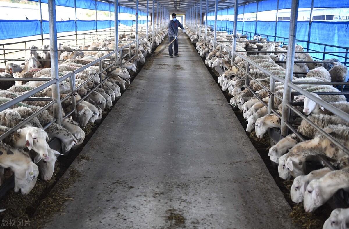 羊圈建设图片(羊舍该怎么建) - 赤虎壹号