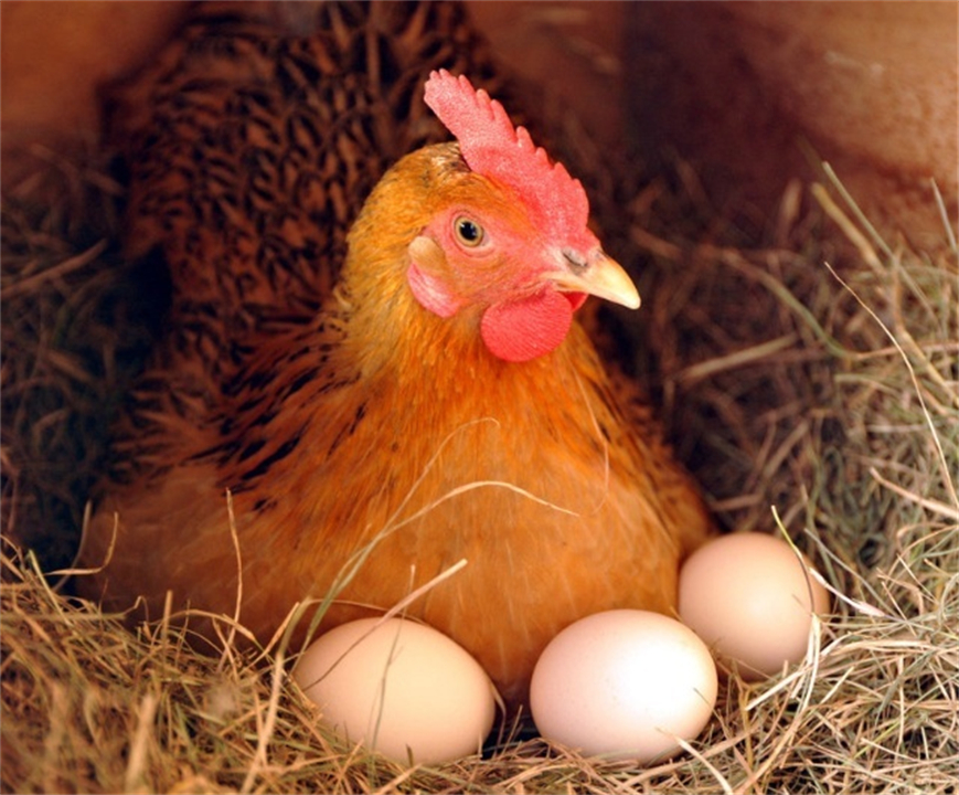 鸡的繁殖,鸡的繁殖方式