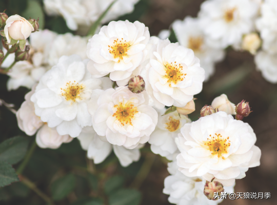 2020世界新品月季大赏，一起来看看都有哪些值得期待的新品种