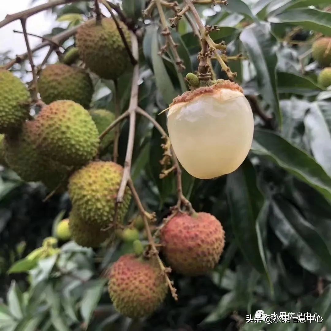 海南水果特产有哪些水果（海南水果品种及上市时间表）