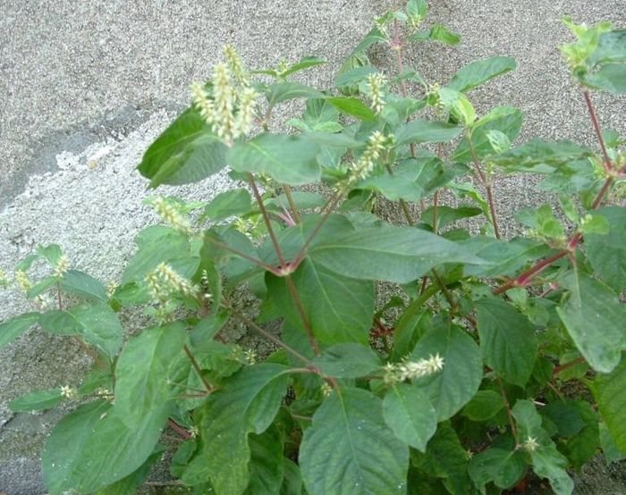 以动物器官命名,被农民视为杂草,殊不知十分名贵,可不多见