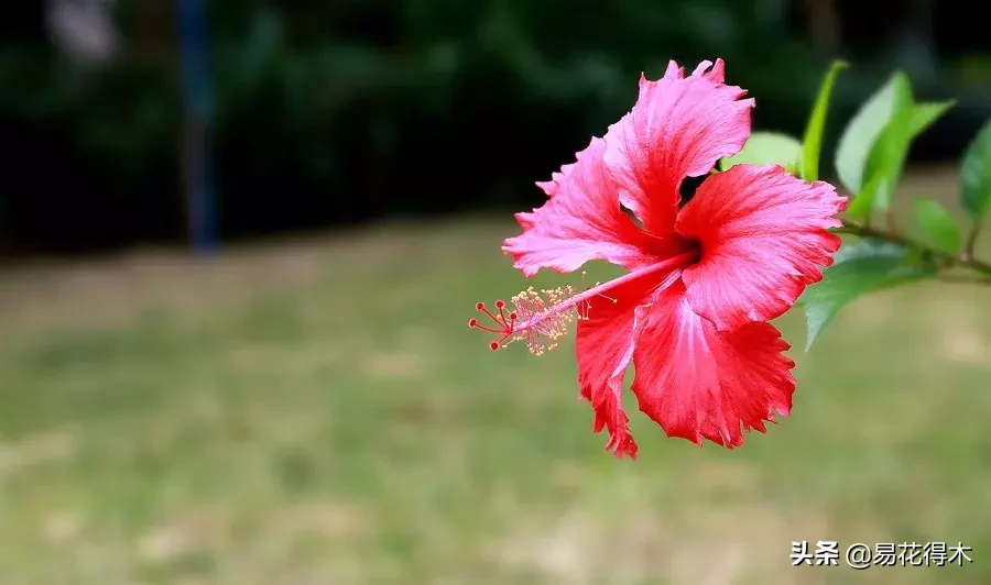 木槿是常绿还是落叶（木槿和扶桑的区别以开花经验分享）