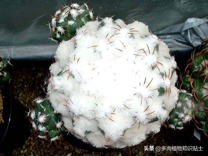 最高的独立仙人掌是武论柱(pachycereus pringley),最高纪录高度为63