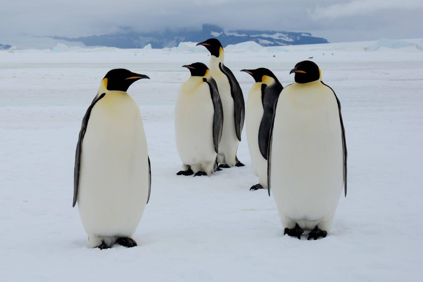 企鹅送到北极会死吗（一文了解企鹅生活在北极的后果）