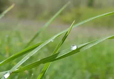 “天街小雨润如酥，草色遥看近却无”：20首诗词道尽春雨的温柔