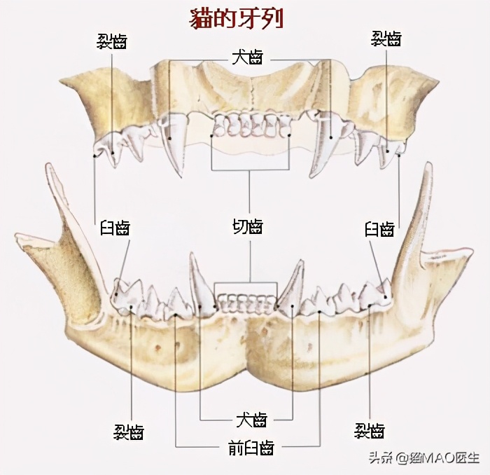 口腔中超和是什么时候(缅因猫多发一些牙齿疾病？这些临床病例带你更加了解猫咪牙科)