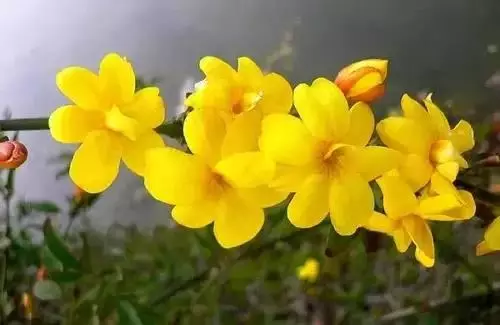 广州市市花是什么（全国56个城市的市花介绍）
