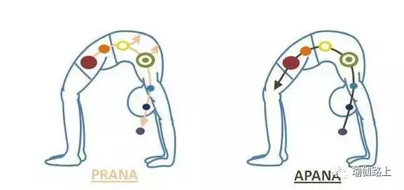 30 個常見瑜伽體式的正確發力放向，氣息流動和對應脈輪