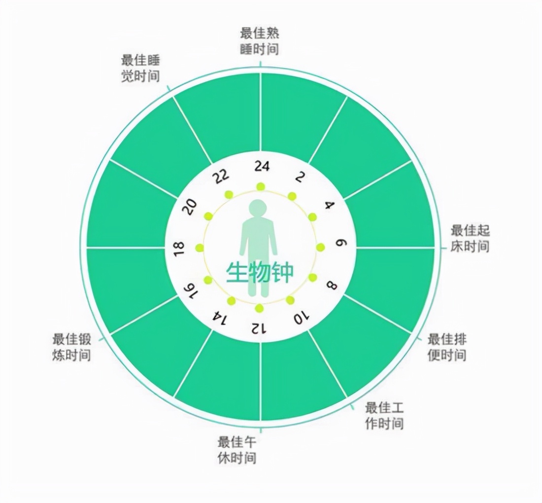 生物钟是什么意思老年人作息生物钟详解