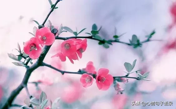 心软的人总为他人着想，哪怕自己受伤也舍不得拒绝，温柔得让人心疼。