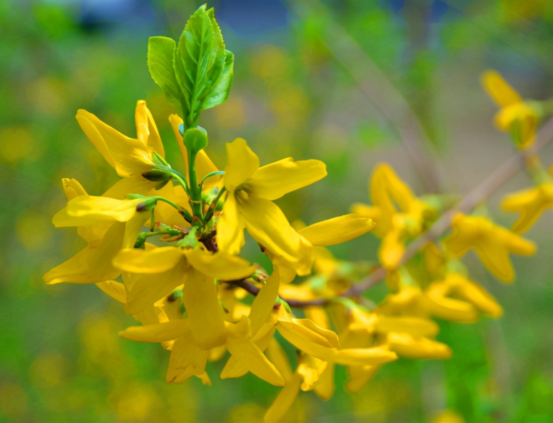 它叫"连翘",像极了迎春花,目前百元1公斤,山中遇到请珍惜
